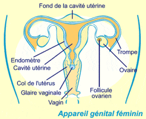 Schéma de l'appareil génital féminin