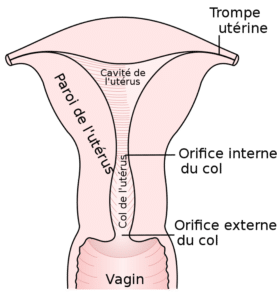 Schéma de l'appareil génital féminin, représentant l'utérus et le col de l'utérus